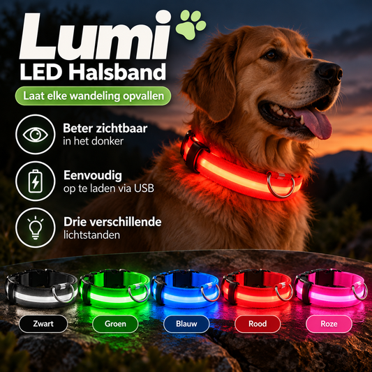 Golden retriever draagt rode Lumi LED hondenhalsband voor betere zichtbaarheid tijdens avondwandelingen met drie verschillende lichtstanden